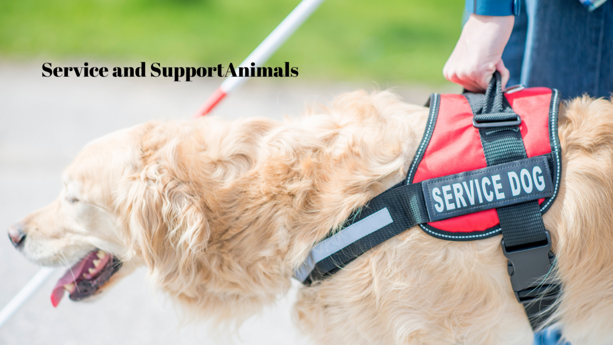 Spanish – Essential Training on Service and Support Animals